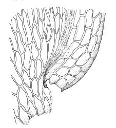 Pseudoscleropodium purum, alar cells of branch leaf. Drawn from A.J. Fife 9663, CHR 477633.
 Image: R.C. Wagstaff © Landcare Research 2019 CC BY 3.0 NZ